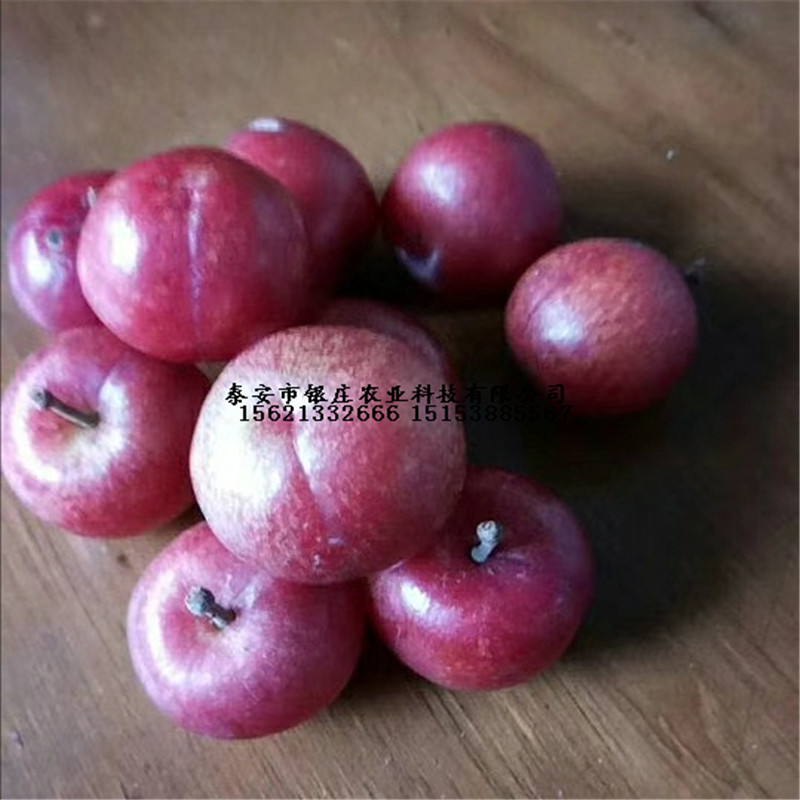 鈣果苗基地現(xiàn)貨供應(yīng) 鈣果苗種植技術(shù)