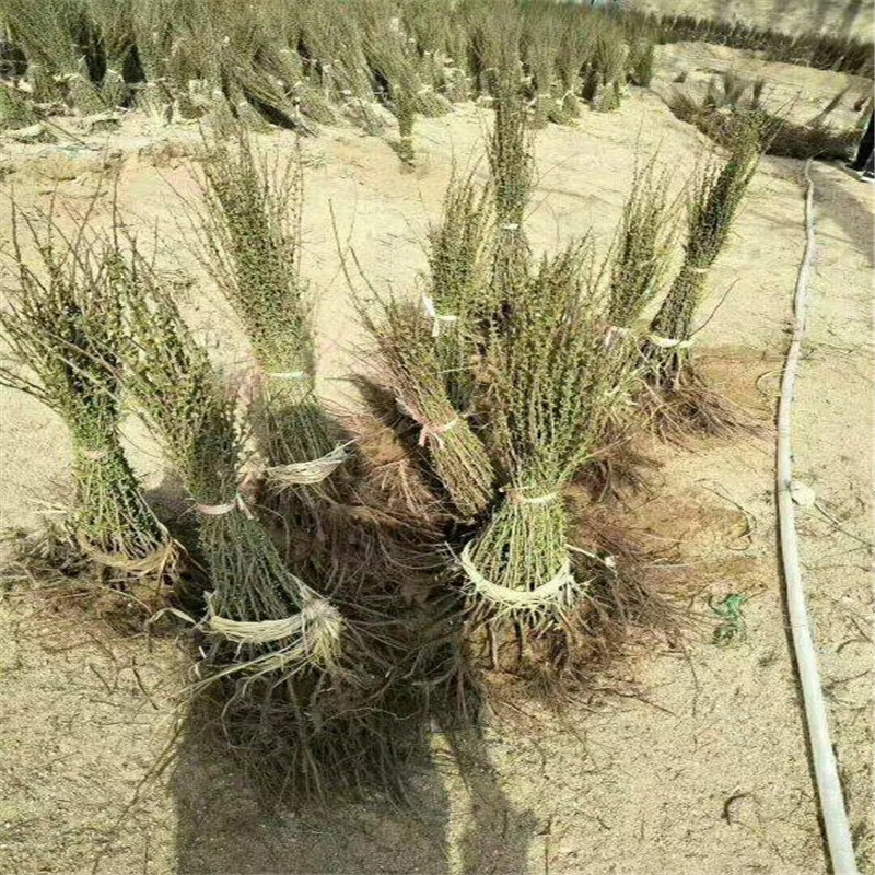 鈣果苗基地現(xiàn)貨供應(yīng) 鈣果苗種植技術(shù)