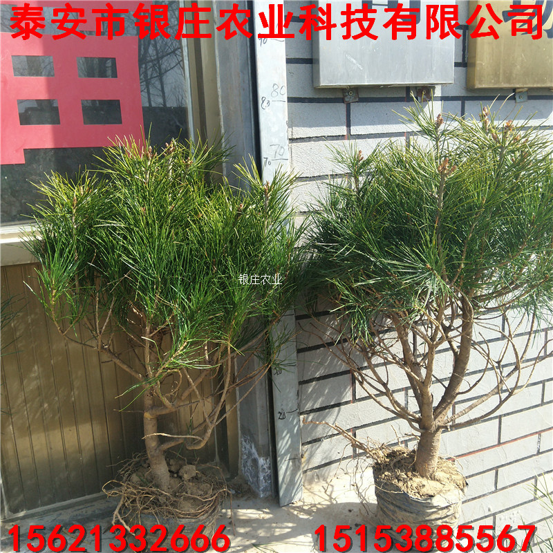 哪里出售白皮松苗 白皮松基地