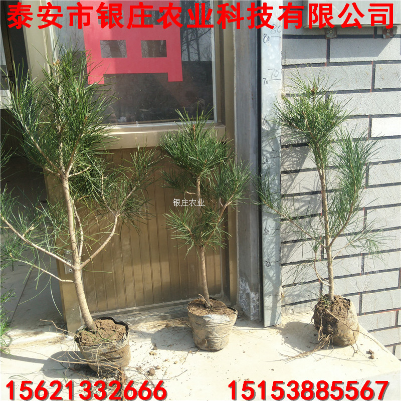 哪里出售白皮松苗 白皮松基地