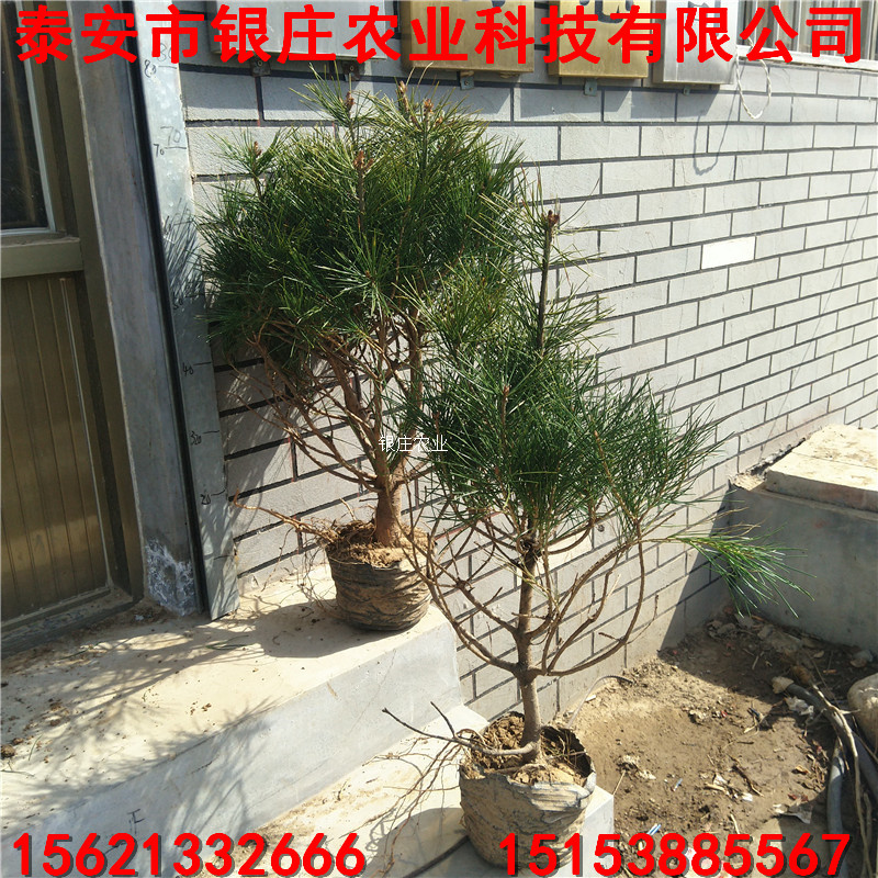 白皮松小苗批發(fā) 哪里出售白皮松苗 