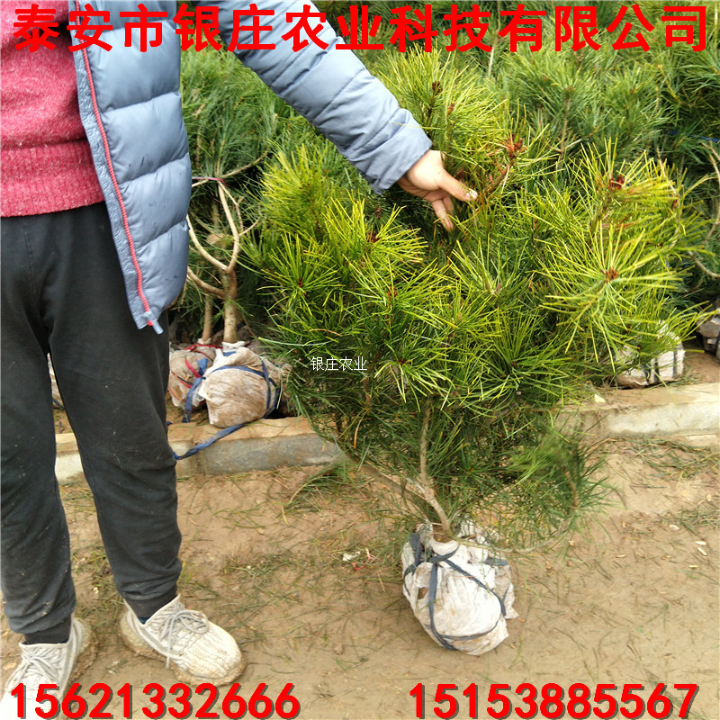 白皮松小苗批發(fā) 哪里出售白皮松苗 