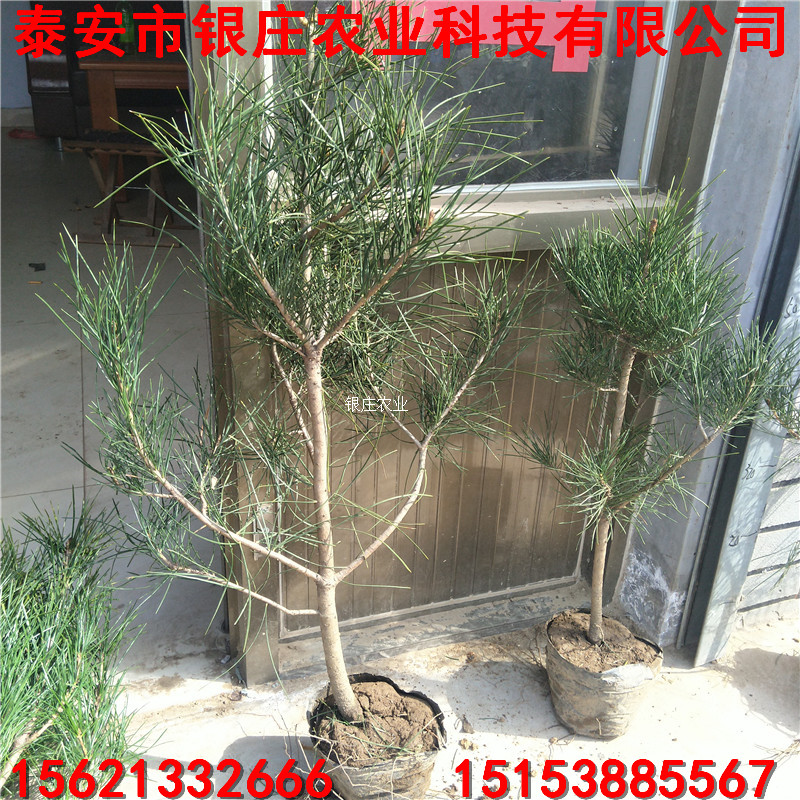 白皮松小苗批發(fā) 哪里出售白皮松苗 
