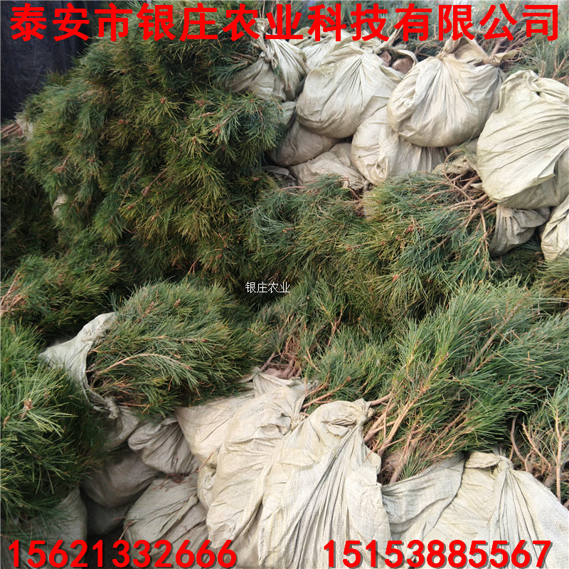 白皮松小苗批發(fā) 哪里出售白皮松苗 