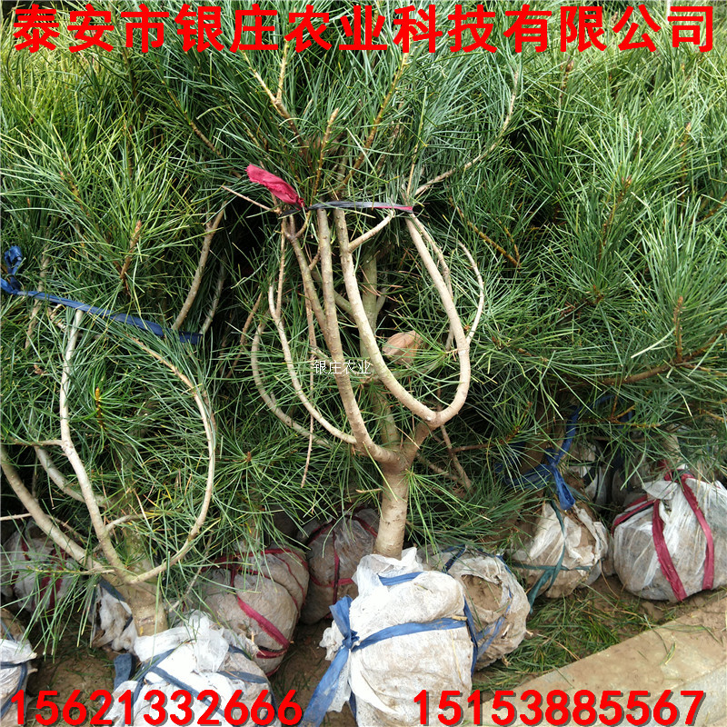 白皮松小苗批發(fā) 哪里出售白皮松苗 