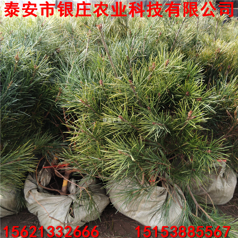 白皮松小苗批發(fā) 哪里出售白皮松苗 