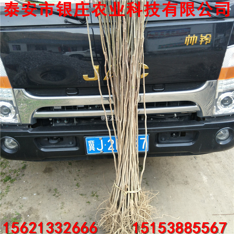 綠化苗杜仲樹苗 杜仲小苗價格