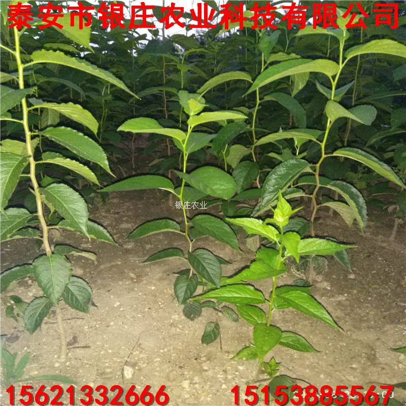 綠化苗杜仲樹苗 杜仲小苗價格