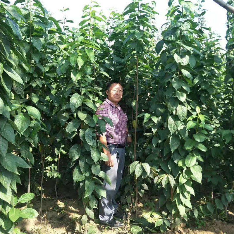杜仲怎么种植技术,杜仲怎么种植技术视频