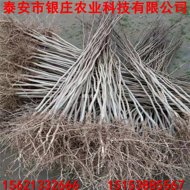 杜仲怎么种植技术,杜仲怎么种植技术视频