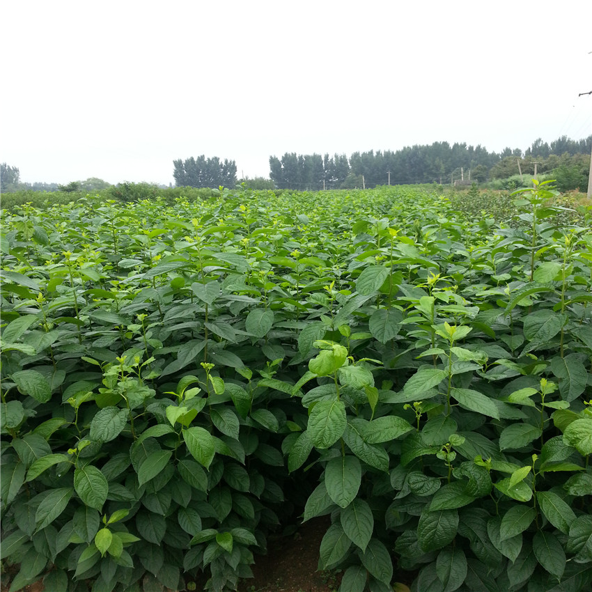 杜仲怎么种植技术,杜仲怎么种植技术视频