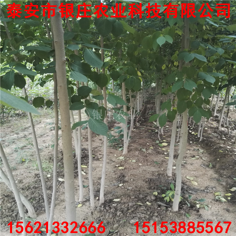 出售杜仲苗 杜仲樹種植技術(shù)
