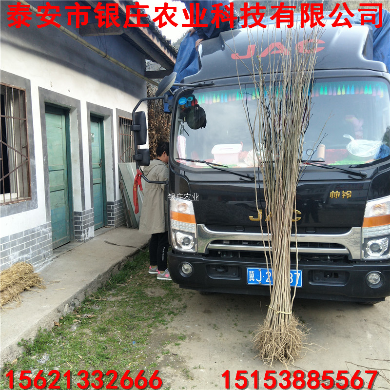 出售杜仲苗 杜仲樹種植技術(shù)