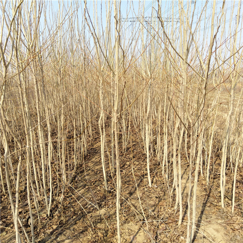 出售杜仲苗 杜仲樹種植技術(shù)