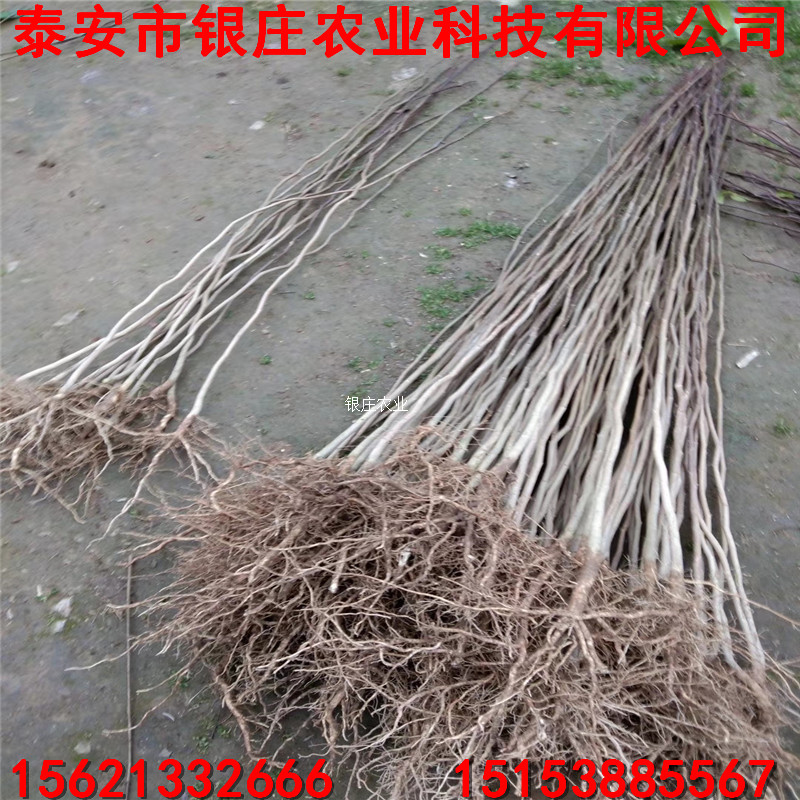 各種規(guī)格杜仲苗 杜仲樹苗多少錢一棵