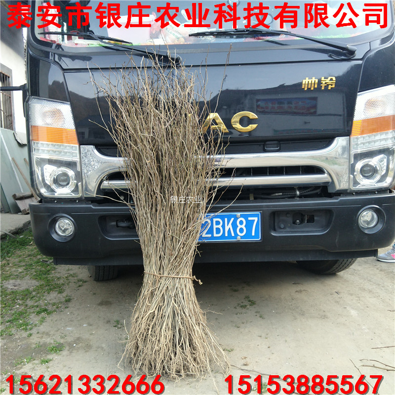各種規(guī)格杜仲苗 杜仲樹苗多少錢一棵