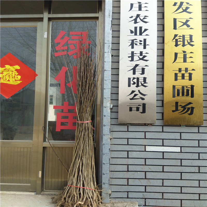 各種規(guī)格杜仲苗 杜仲樹苗多少錢一棵