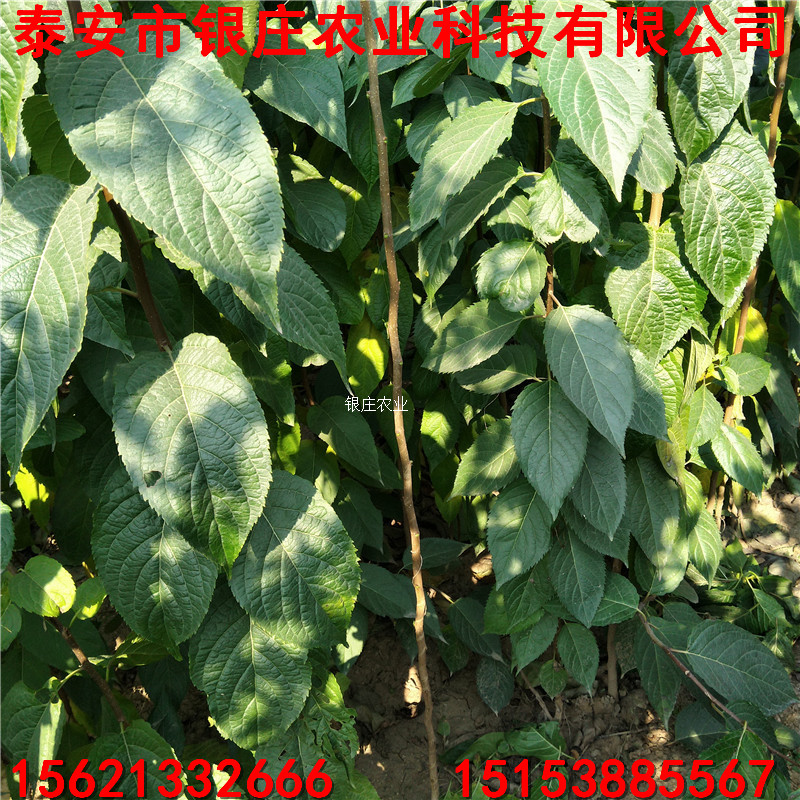 基地現(xiàn)貨杜仲小苗 山東杜仲苗價(jià)格