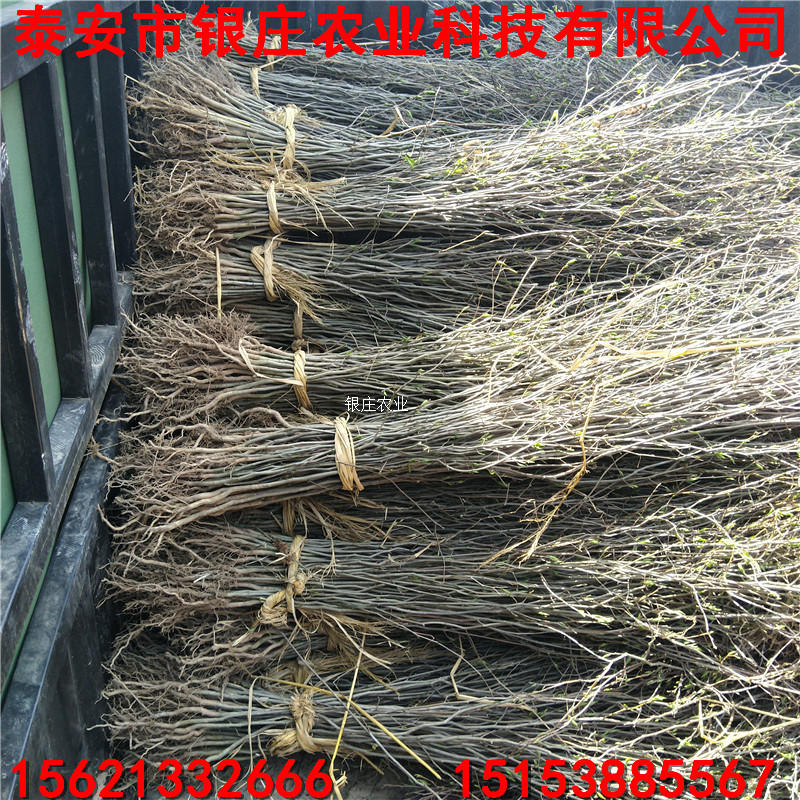 基地現(xiàn)貨杜仲小苗 山東杜仲苗價(jià)格