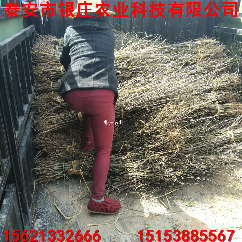 基地現(xiàn)貨杜仲小苗 山東杜仲苗價(jià)格