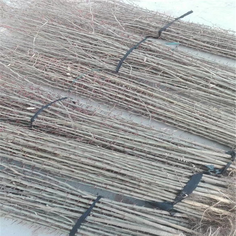 批發(fā)杜仲小苗 哪里有杜仲小苗供應(yīng)價格