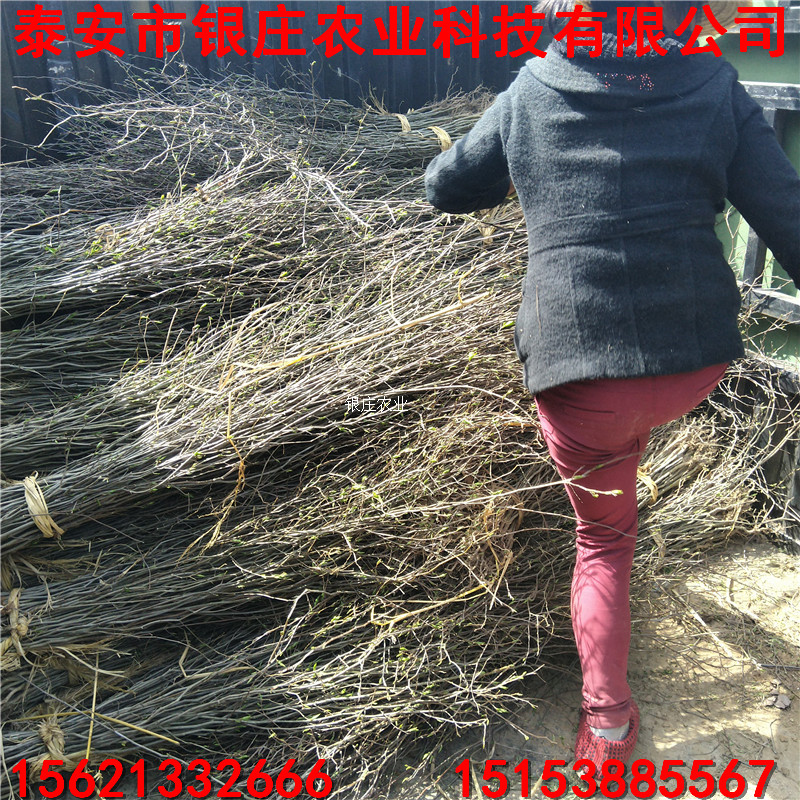 批發(fā)杜仲小苗 哪里有杜仲小苗供應(yīng)價格