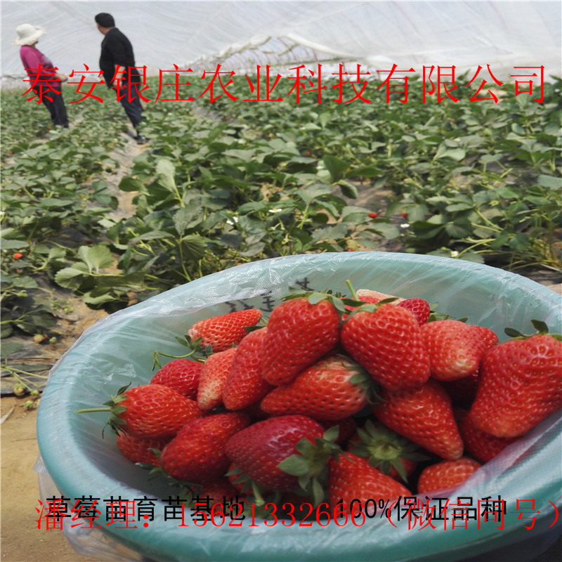 甜查理草莓苗哪里有 四季草莓種苗規(guī)格全