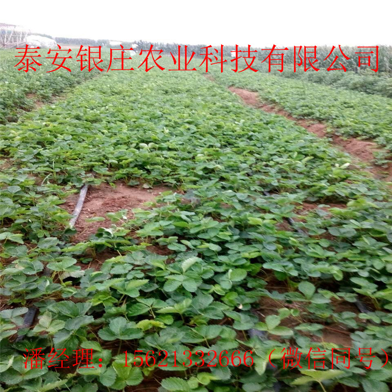 甜查理草莓苗哪里有 四季草莓種苗規(guī)格全
