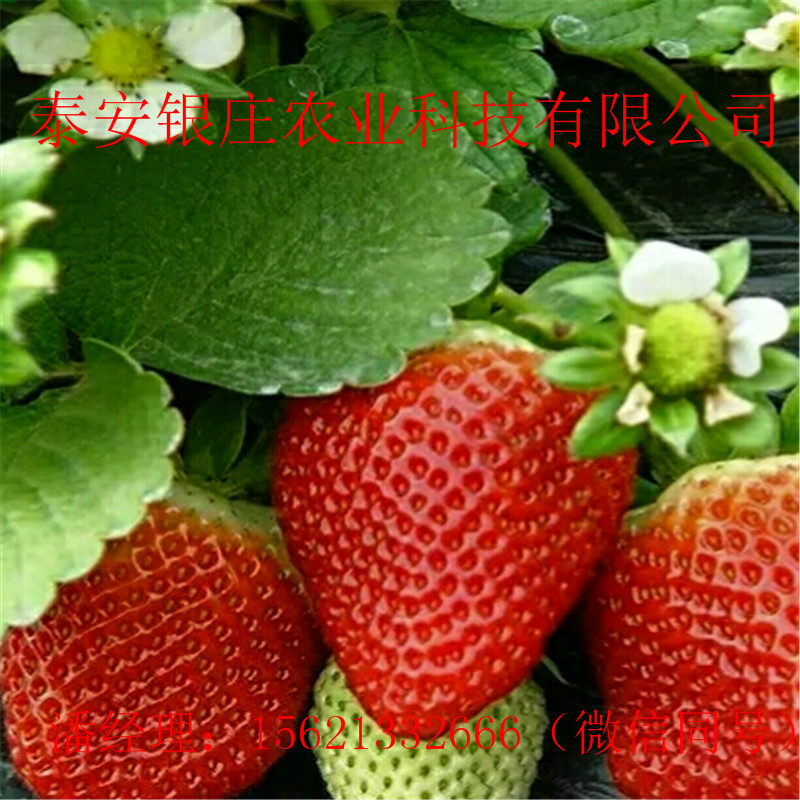 甜查理草莓苗哪里有 四季草莓種苗規(guī)格全