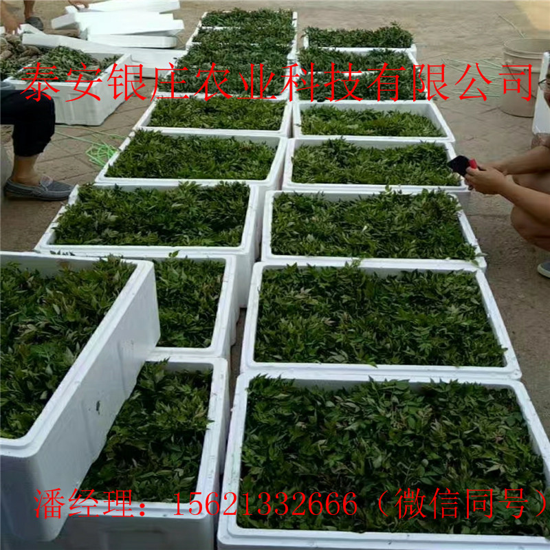 甜查理草莓苗哪里有 四季草莓種苗規(guī)格全