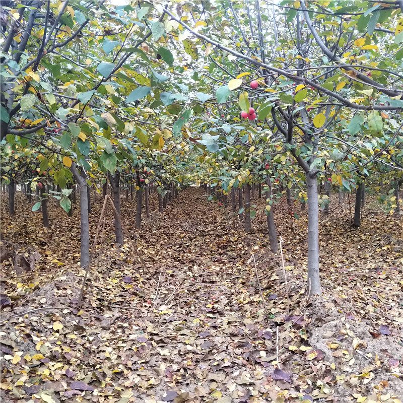 各種綠化苗 常年批發(fā)冬紅果海棠景觀苗
