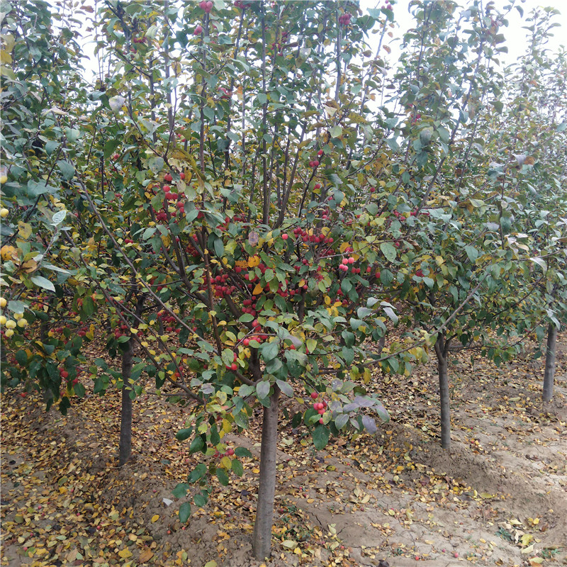 各種綠化苗 常年批發(fā)冬紅果海棠景觀苗