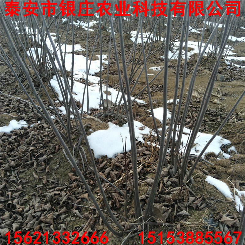 各種綠化苗 常年批發(fā)冬紅果海棠景觀苗