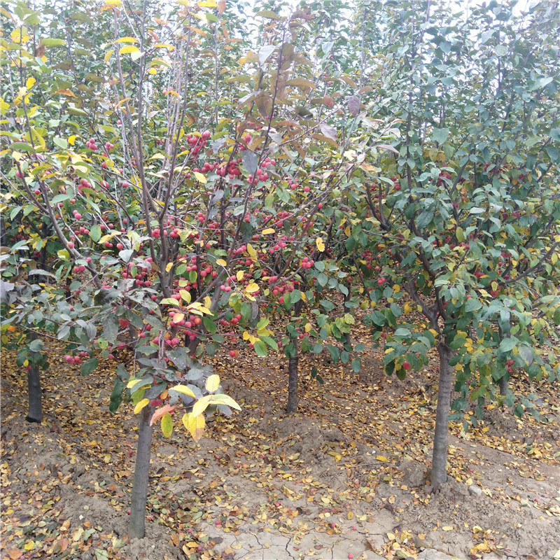 供應冬紅果海棠基地 銀莊農業(yè)出售冬紅果