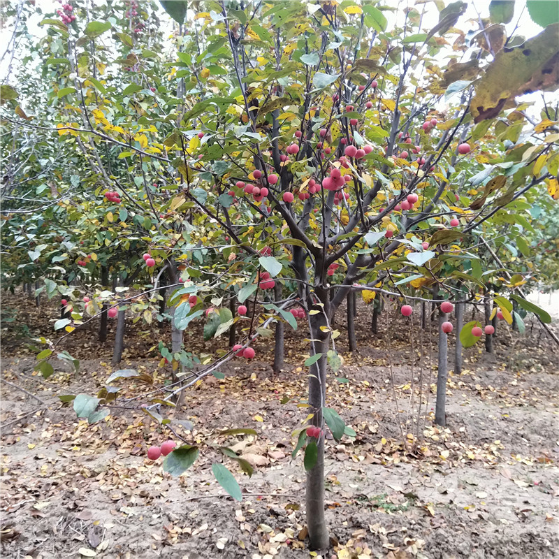 供應冬紅果海棠基地 銀莊農業(yè)出售冬紅果