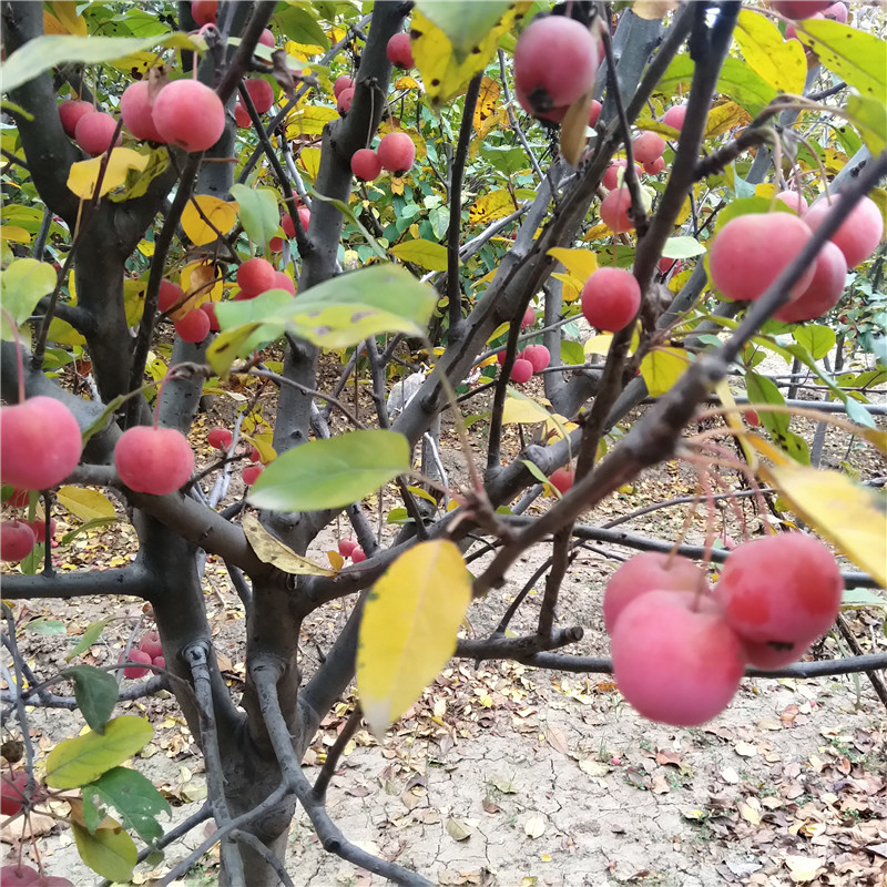山東冬紅果海棠景觀苗 2019價格行情如何