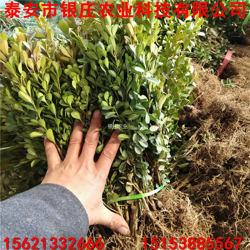 長(zhǎng)期批發(fā)紅葉石楠 紅葉石楠苗圖片