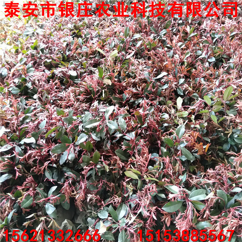 長(zhǎng)期批發(fā)紅葉石楠 紅葉石楠苗圖片