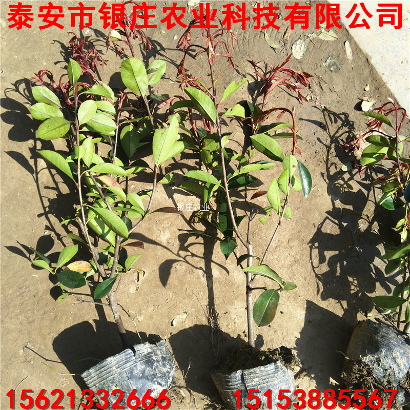 長(zhǎng)期批發(fā)紅葉石楠 紅葉石楠苗圖片