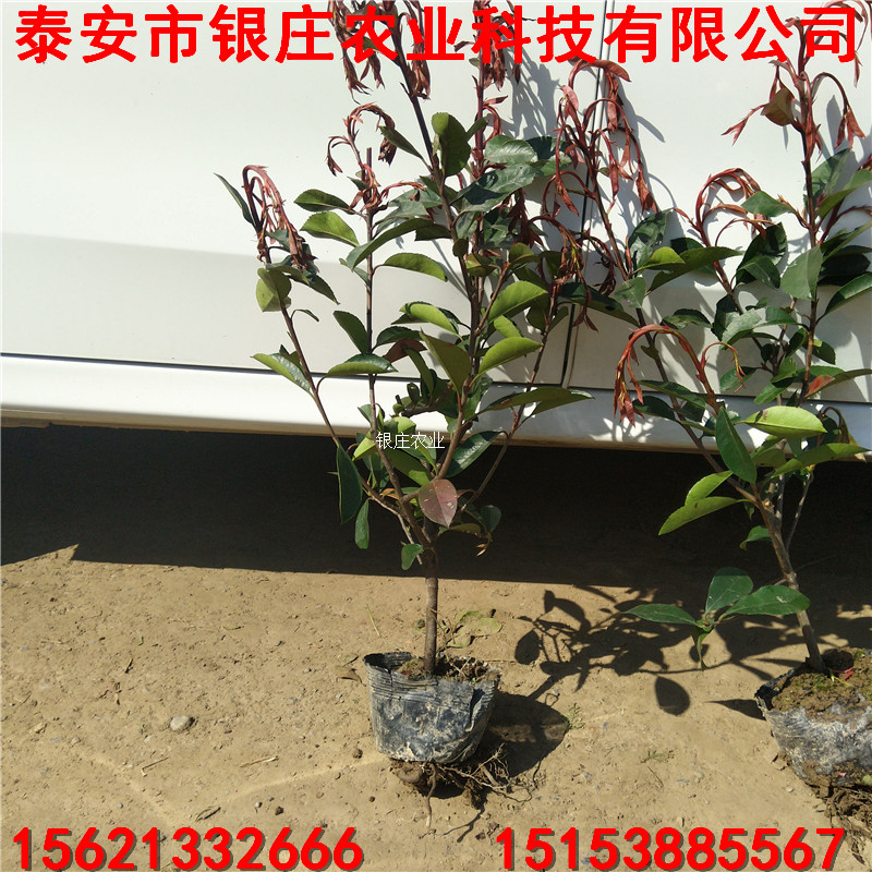 長(zhǎng)期批發(fā)紅葉石楠 紅葉石楠苗圖片