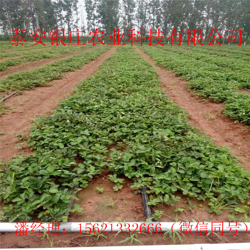 塞娃草莓苗種植方法 泰安銀莊農(nóng)業(yè)草莓苗