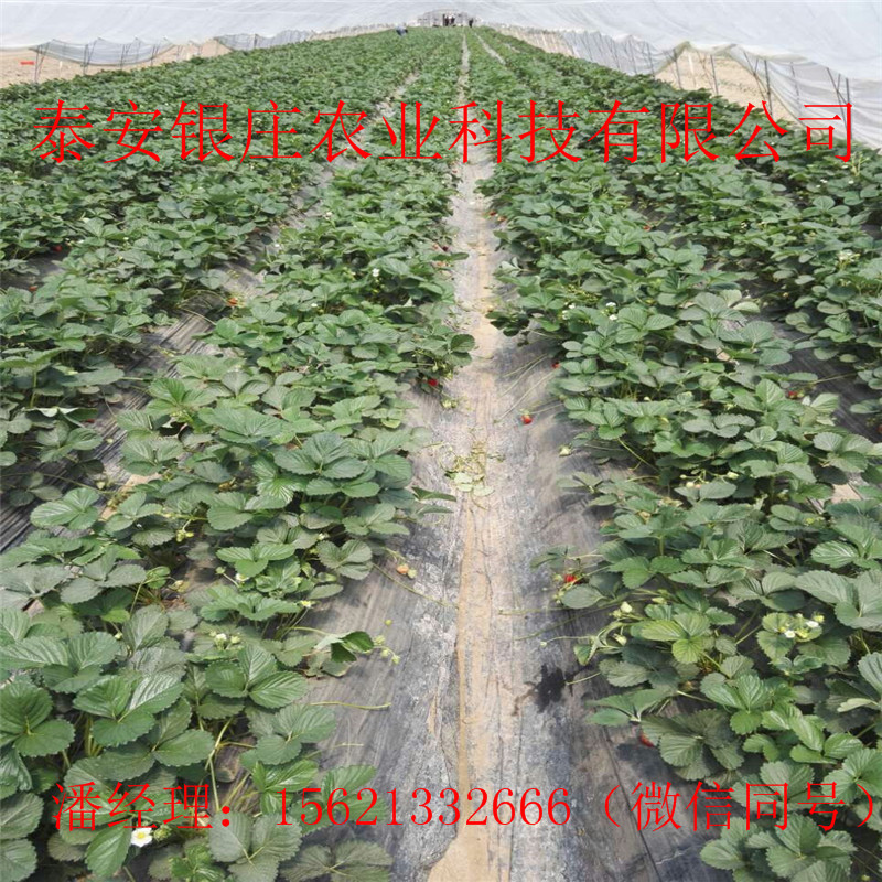 塞娃草莓苗種植方法 泰安銀莊農(nóng)業(yè)草莓苗
