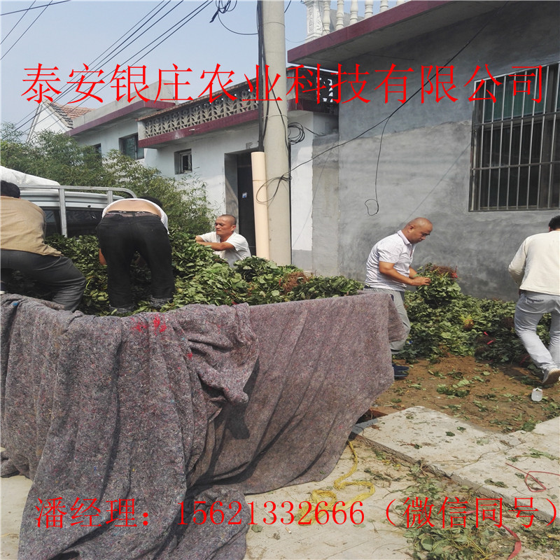 塞娃草莓苗種植方法 泰安銀莊農(nóng)業(yè)草莓苗