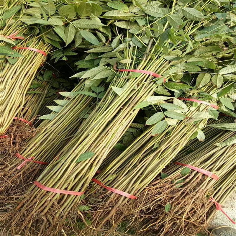 大棚香椿樹苗價(jià)格 農(nóng)戶自產(chǎn)自銷香椿苗