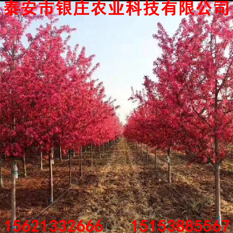 美國(guó)紅楓品種綠化工程苗美國(guó)紅楓