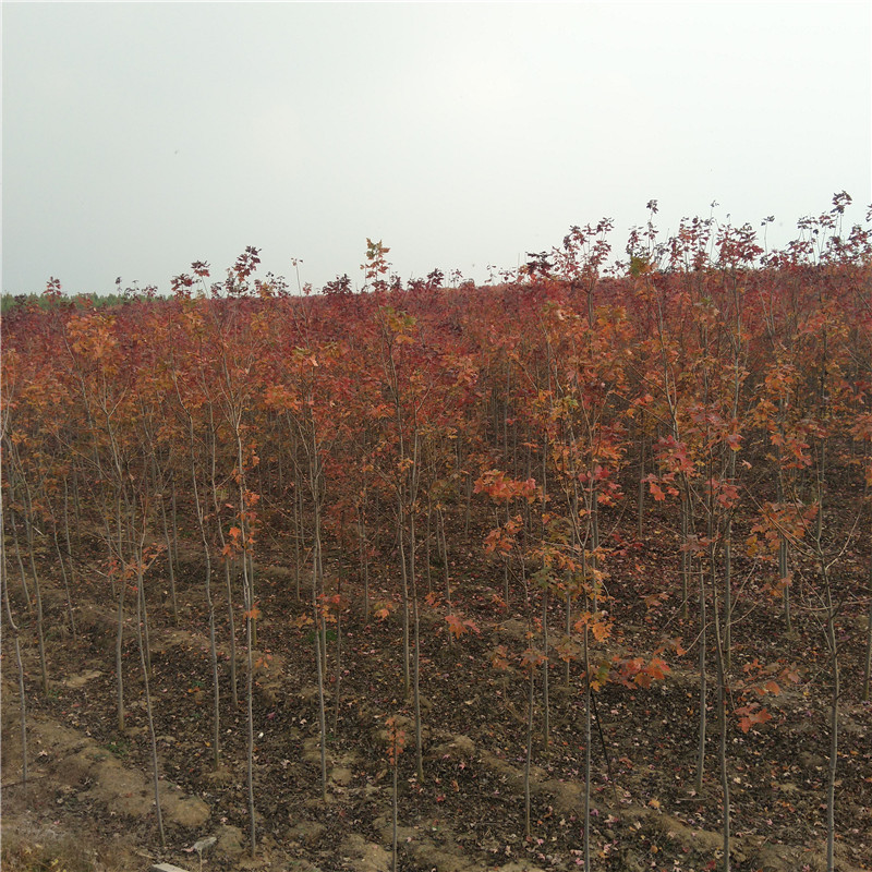 7公分美國(guó)紅楓哪個(gè)品種好 常年供應(yīng)美國(guó)紅楓