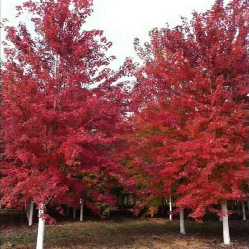 7公分美國(guó)紅楓哪個(gè)品種好 常年供應(yīng)美國(guó)紅楓