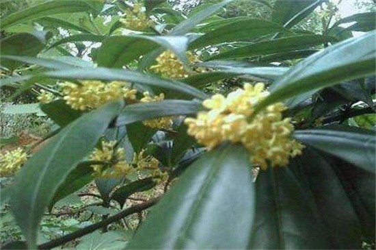 天香臺閣桂花怎么辨認