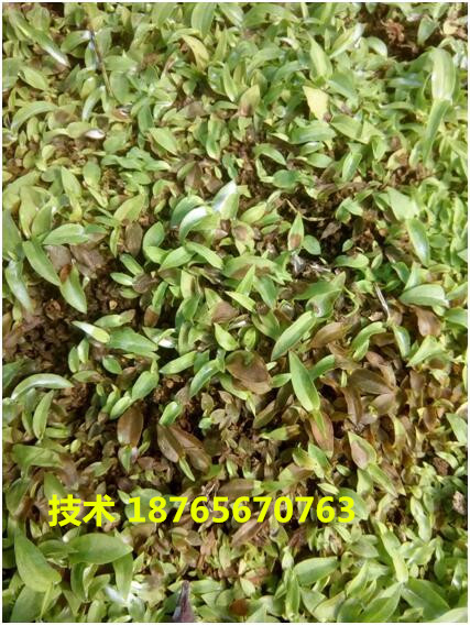 白芨軟腐病_副本.jpg