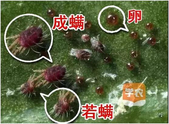 紅蜘蛛3.jpg